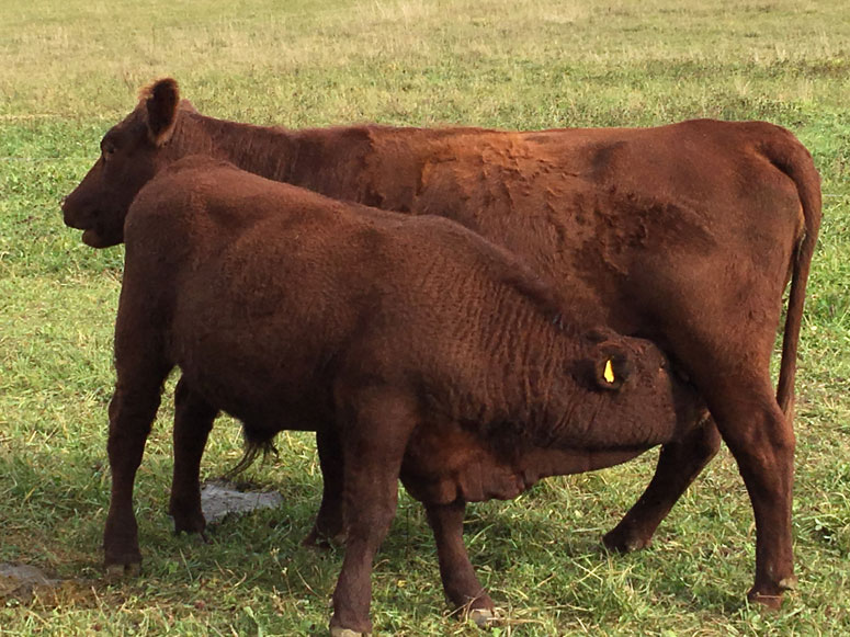 South 50 Farms - Our Cattle