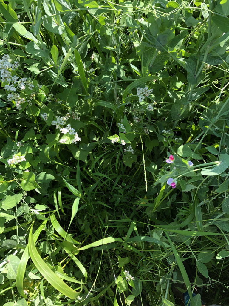 cover crop