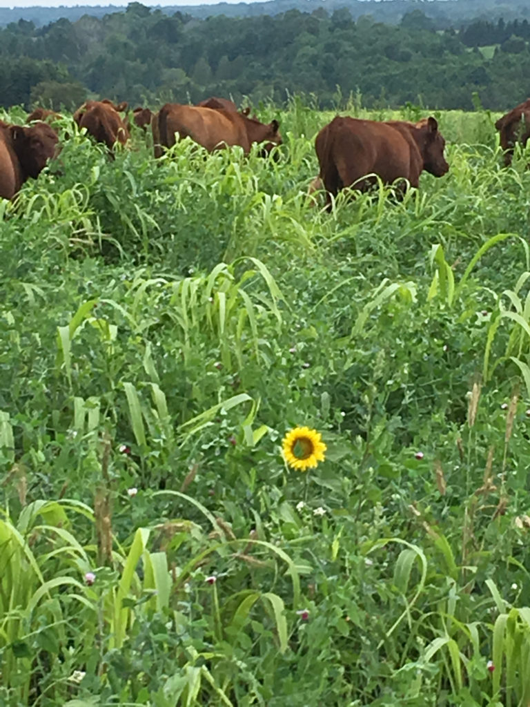 sunflower