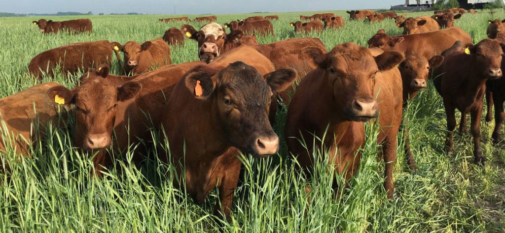 South 50 Farms - Grass-Fed & Organic Beef