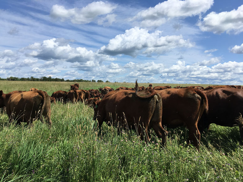 South 50 Farms - Grass-Fed & Organic Beef